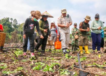 Bupati Mahulu Bonifasius Belawan Geh ikut menanam padi bersama petani. dok prokopimmahulu.