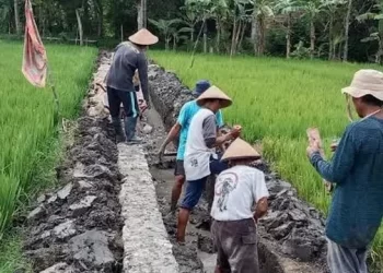 Persawahan di Kaltim.