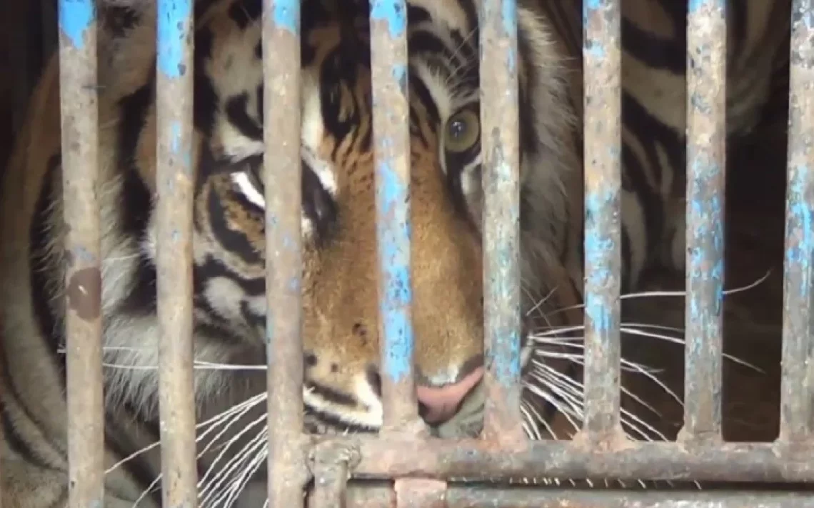 Harimau terkam manusia di Samarinda. ist