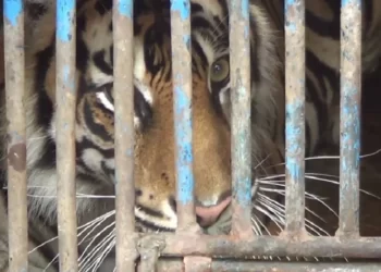 Harimau terkam manusia di Samarinda. ist