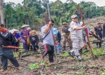 Bupati Mahulu Bonifasius Belawan Geh menanam padi ladang. ist