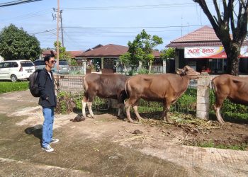 Hewan Qurban