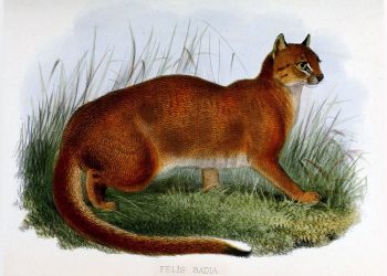 Ilustrasi lain tentang kucing merah oleh Joseph Wolf dilukis pada tahun 1874. Foto: Joseph Wolf (Domain publik).