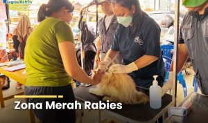 Petugas kesehatan memeriksa kondisi kucing sebelum vaksinasi rabies gratis di Samarinda.