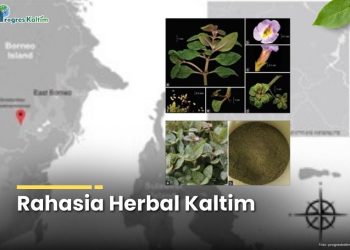 Tanaman lintut (Strobilanthes kalimantanensis) dengan bunga ungu, flora langka ini diyakini menyimpan khasiat antimikroba, antiinflamasi, hingga antikanker.