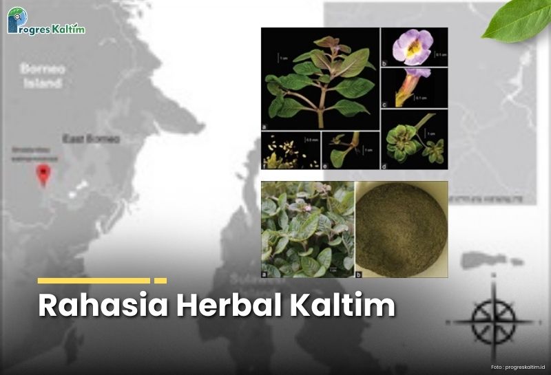 Tanaman lintut (Strobilanthes kalimantanensis) dengan bunga ungu, flora langka ini diyakini menyimpan khasiat antimikroba, antiinflamasi, hingga antikanker.
