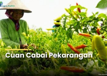 Ilustrasi perkebunan cabai.