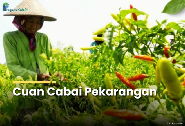 Ilustrasi perkebunan cabai.